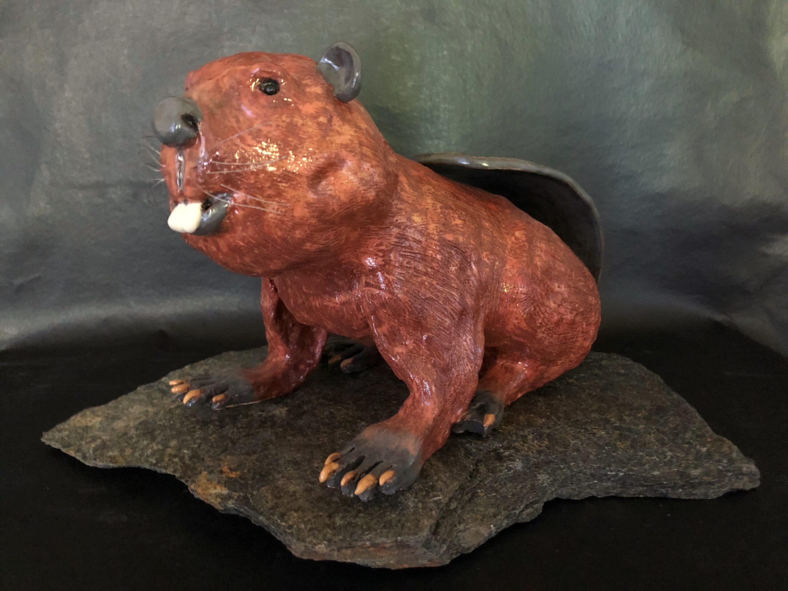 North American Beaver Cathryn Rakich