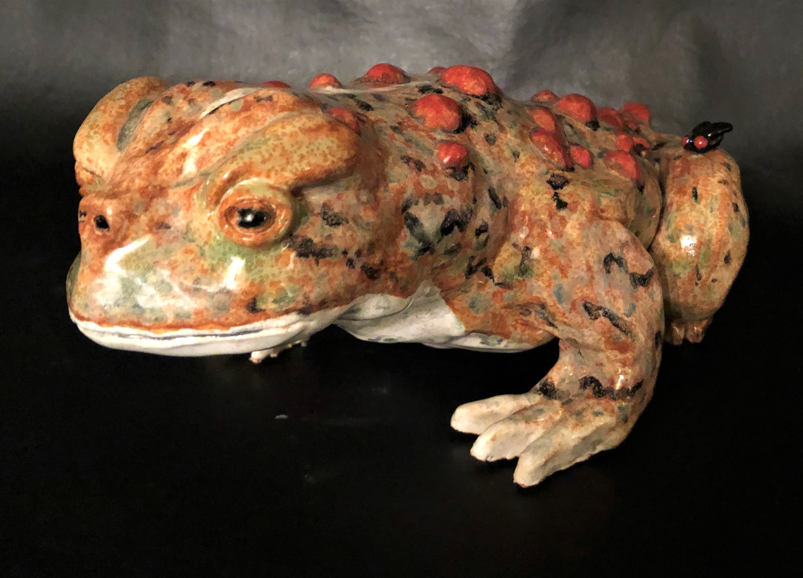 North Western Toad – Rakich